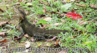 a waterdragon from the rideon